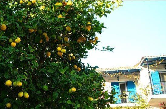 Villa Fiorita Paleokastritsa Ngoại thất bức ảnh